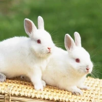 Kon Thỏ / Thỏ Kon / Đàn Thỏ :)