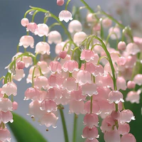 cộng đồng mạng
