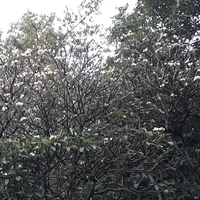 𝐍𝐕 𝐏𝐡𝐮̣