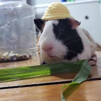 Tác Giả