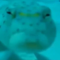 keng zô chuy (tác giả)