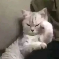 Bé Miêu
