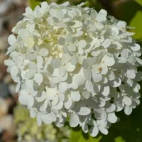 all (top)