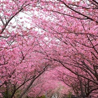 tg(himora sakura)