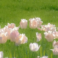 đám bn vô tri 👻✨