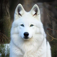 White/Thú cưng của Itsuki