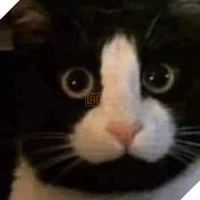 mèo :))