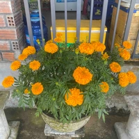 Tô Hữu 