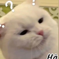 mèo dô tri