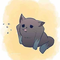 Mèo(yuichirou)