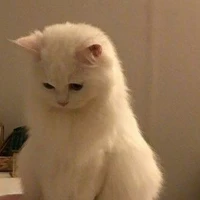 Hồ Ly