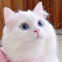 Tairi/Trắng/Tuyết