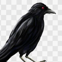kasugaikarasu