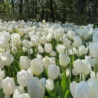 Tất cả mọi người 