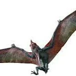 Pteranodon