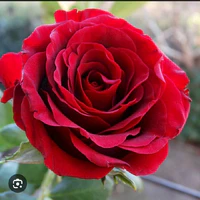 /anh em họ Tiêu/