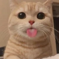 Cả lớp