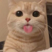 Cả lớp