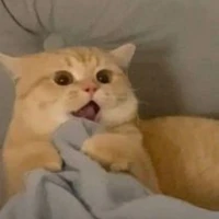 T.g
