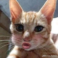 Con t/g này bị simp Reo