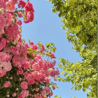 NV bí ẩn 👀👤