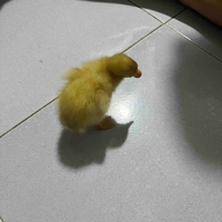 ZinZyy ( tác giả )