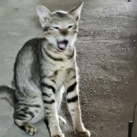 hệ thống 008/CCL