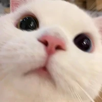 mèo