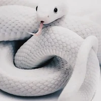 hệ thống 018/ White Snake