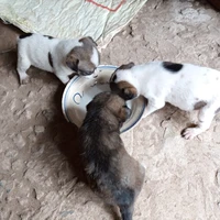 3 học sinh ghét lớp 