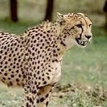 đội thám tử nhí