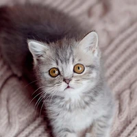 Tác giả - Hannie =))