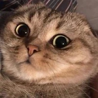 chấp mọi nv nữ