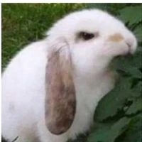 t/g