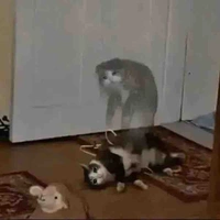 Bff