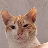 Bà tác giả