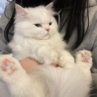 meow