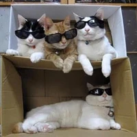 Các cậu
