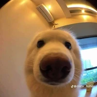 tác giả ngứa đòn 