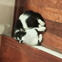 Bà tác giả