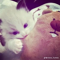 Tác giả dangiu cũng muốn nhập vai