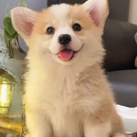 Buu - Thú Cưng của cậu