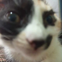 Tác giả xamlul:)
