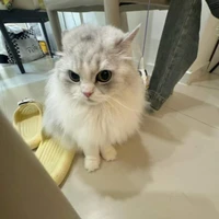 T/g lườiiiii