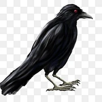 quạ con