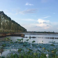 tác giả