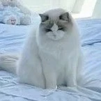 bé mèo(lucky)