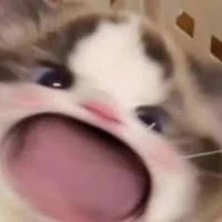 Mèo