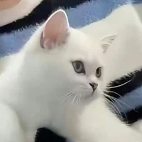T/g bị lười