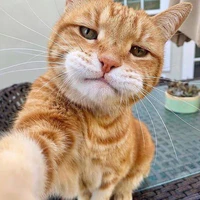 Lam Miêu | Tác giả siêu cấp đẹp trai 😎
